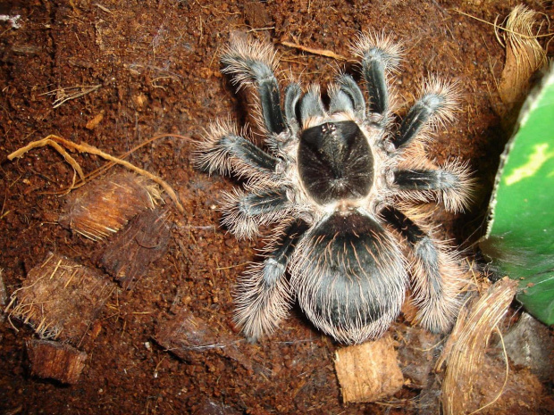 Brachypelma albopilosum L9