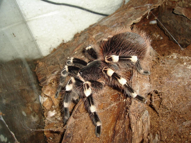 Acanthoscurria geniculata L12