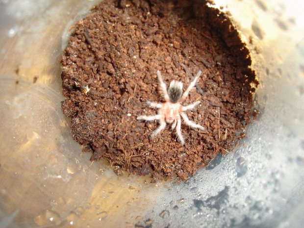 Grammostola rosea L3