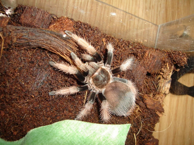 Brachypelma klassi L8