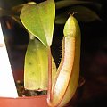 Nepenthes tobaica