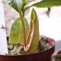 Nepenthes tobaica