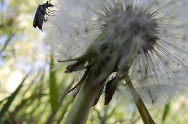 #robak #owad #natura #zielone #dmuchawiec #mlecz