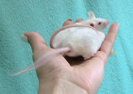 W sumie myszki są prawie identyczne i nie do rozróżnienia . Poza jednym małym szczegółem - Stuart nosi podniesiony ogonek jak chart ;))