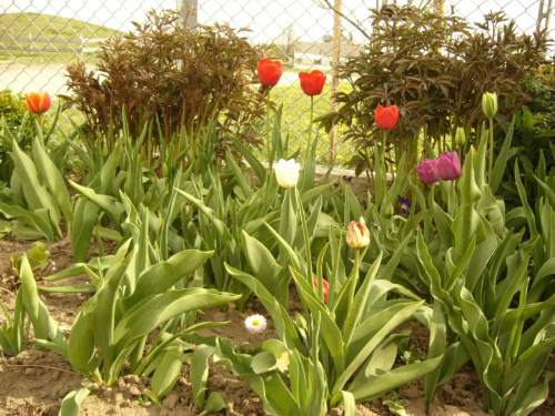 Sesja tulipanów