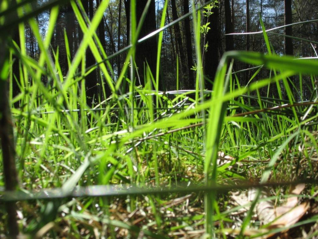 #zieleń #trawa #drzewa #spacer #natura #las #widok #PunktWidokowy #pole #ścieżka #warmia #mazury #OkoliceOlsztyna