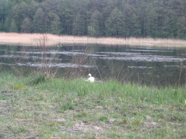 Oczywiście łabędź :)