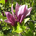 #magnolia #kwiat