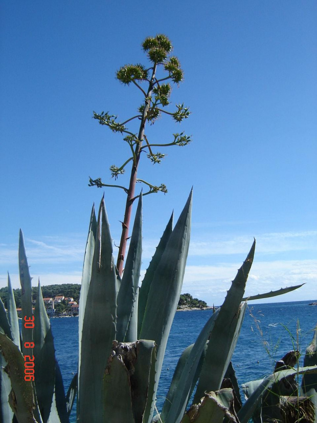 Drugi raz Chorwacja
Wyspa Hvar