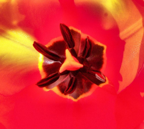 Tulipan od środka :-)