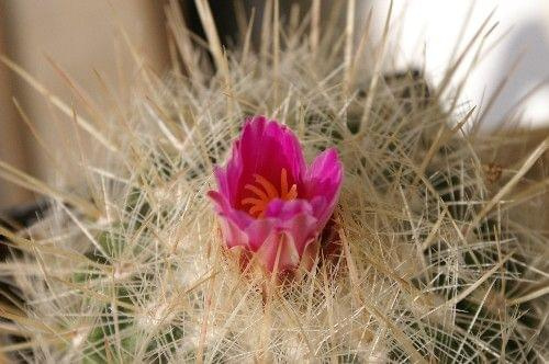 Thelocactus macdowelli 10.05.07