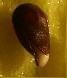 seed of Malus Xpurpurea 02-2007