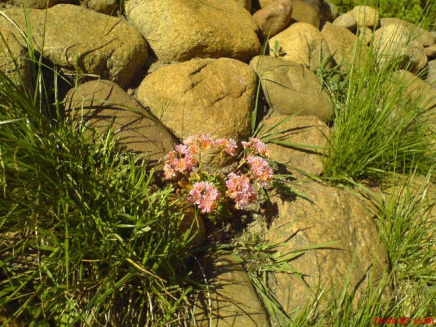 Moja lewisia jeszcze samotna