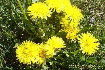 #mlecze #kwiatki #kwiaty