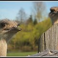 Wambierzyce - Skansen (mini zoo)