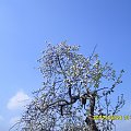 #drzewo #jabłonka #niebo
