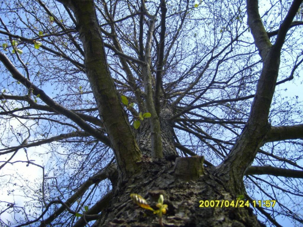 #drzewo #gałęzie