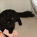 Kot syberyjski - SIB - Lubię też papier... #KotSyberyjskiSIBKotka