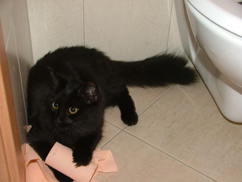 Kot syberyjski - SIB - Lubię też papier... #KotSyberyjskiSIBKotka
