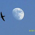 księżyc i jaskółka #księżyc #widok #noc #ptak