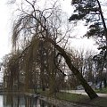 park w mińsku maz #przyroda #woda #drzewo #park