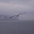 #Anglia #Dover #morze #ptak #ptaki