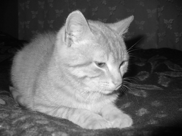 A to mój kochany koteczek:)) Filemon.