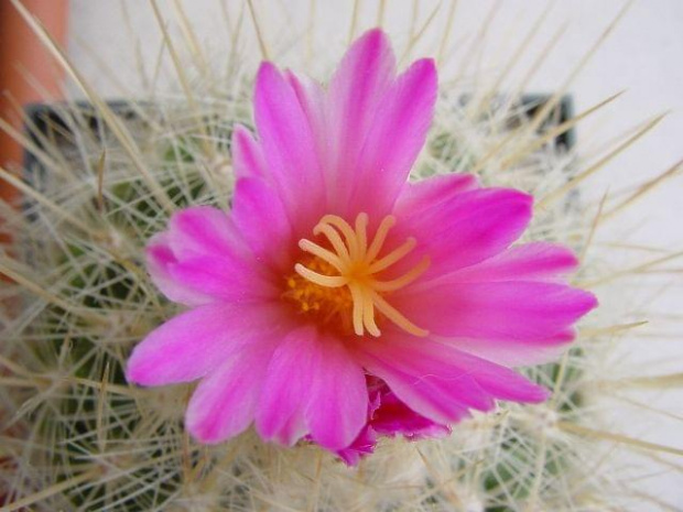 Thelocactus macdowelli