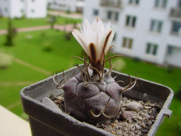 Turbinicarpus klinkerianus