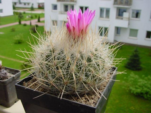 Thelocactus macdowelli