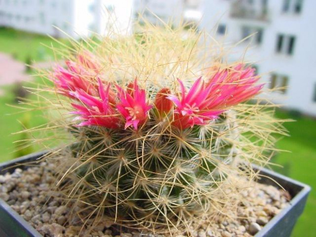 Mammillaria