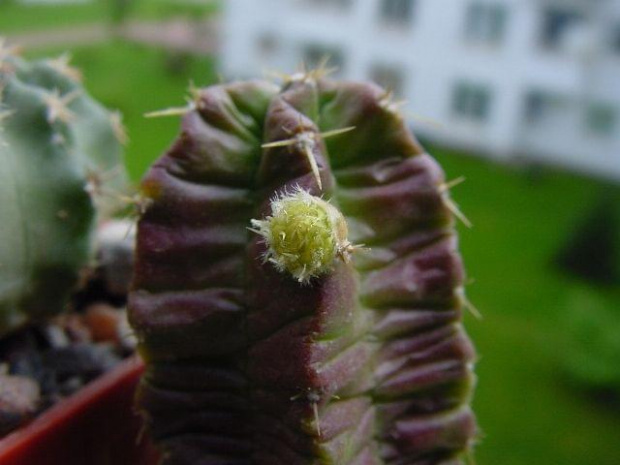 Echinocereus morricalii