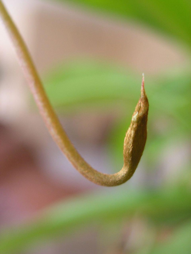 Nepenthes x Ventrata