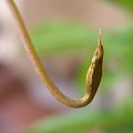 Nepenthes x Ventrata