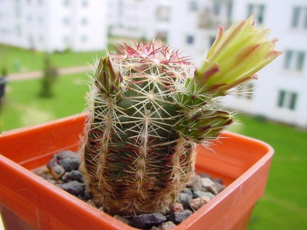 Echinocereus viridiflorus