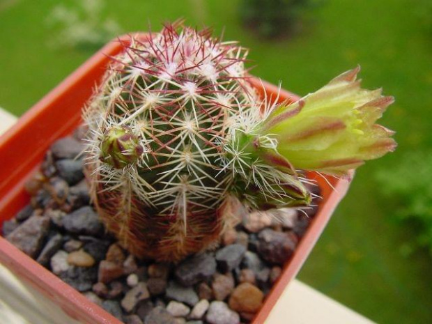 Echinocereus viridiflorus