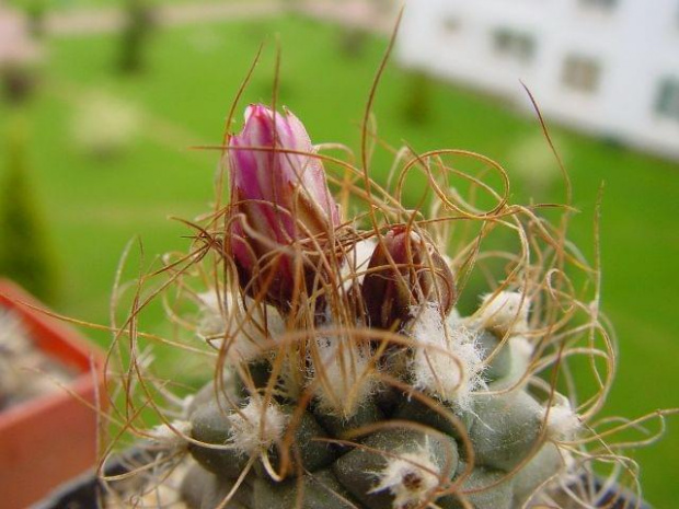 Turbinicarpus