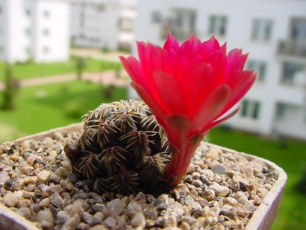 Sulcorebutia