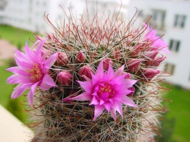 Mammillaria berkiana