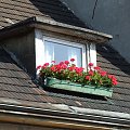 #dach #okno #pelargonie