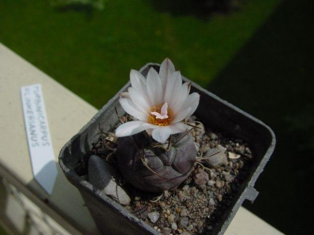 Turbinicarpus klinkerianus