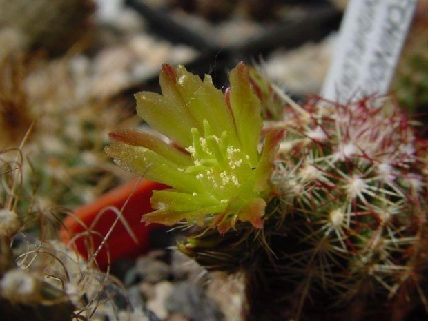 Echinocereus viridiflorus