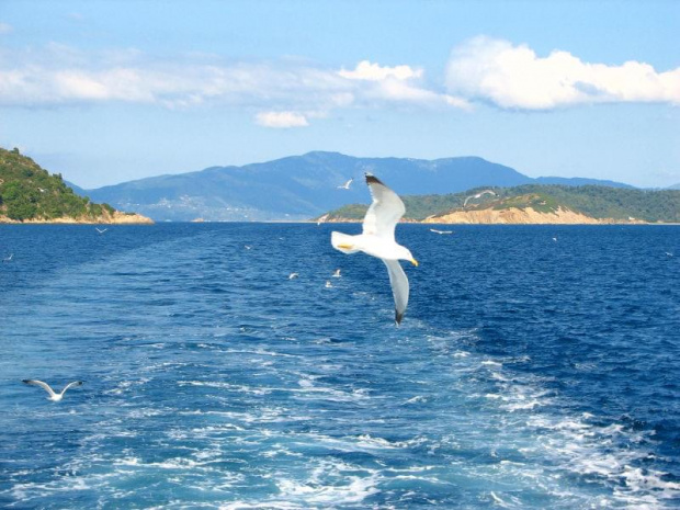 skiathos wyspa grecka