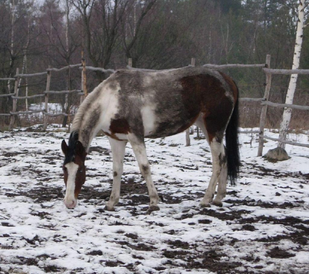 szczęśliwy konik :)