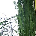 kolejny kaktus