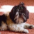 shih tzu