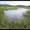 Kwaśne, oligotroficzne jeziorko na torfowisku Żabiniec koło Łopuszna