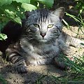 13 V 2007 Działka- Kot-mamrot :) #koty #działka