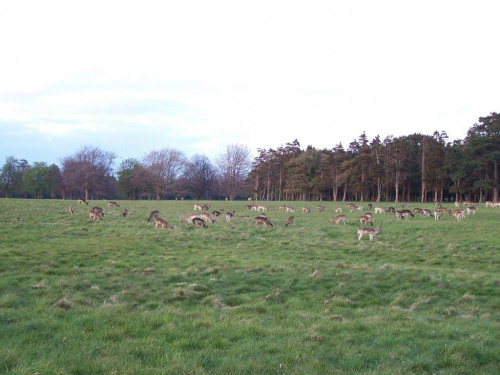 Phoenix Park #Dublin