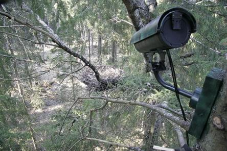 Bociany czarne-Estonia-kamera http://www.ilm.ee/~uploader/loodus/?leht=art07engtoonipaevik
